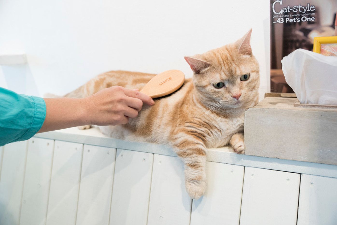 専門家監修 愛猫を 人になつく 猫にするコツ ねこのきもちweb Magazine 専門家監修 愛猫を 人になつく 猫にするコツ ねこのきもちweb Magazine