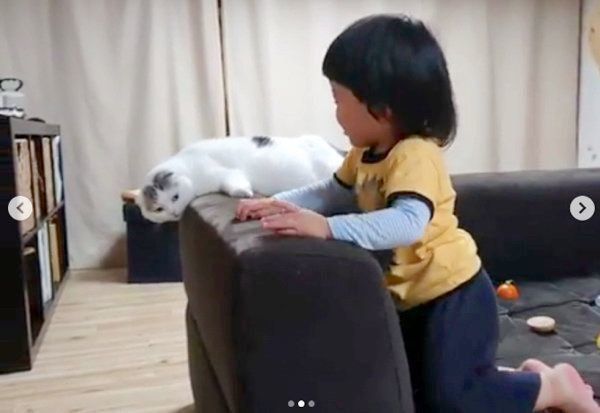 ソファの背もたれでだれるスコティッシュフォールド