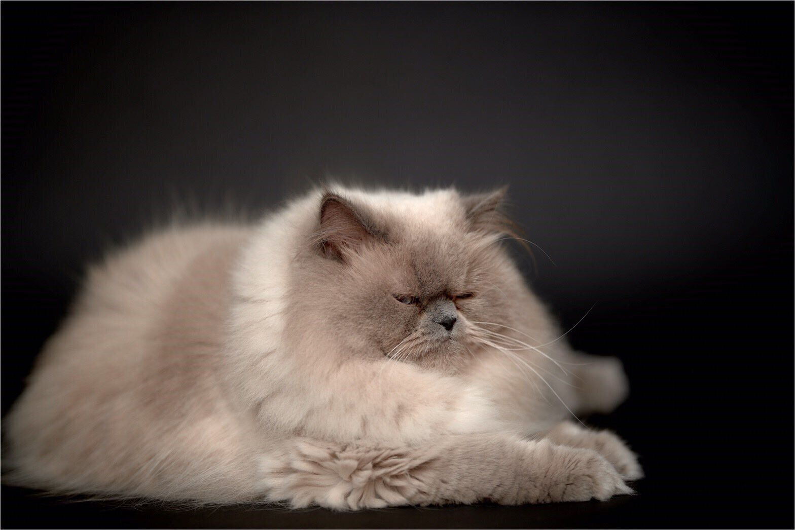 ロールバック紙の前に座るヒマラヤン