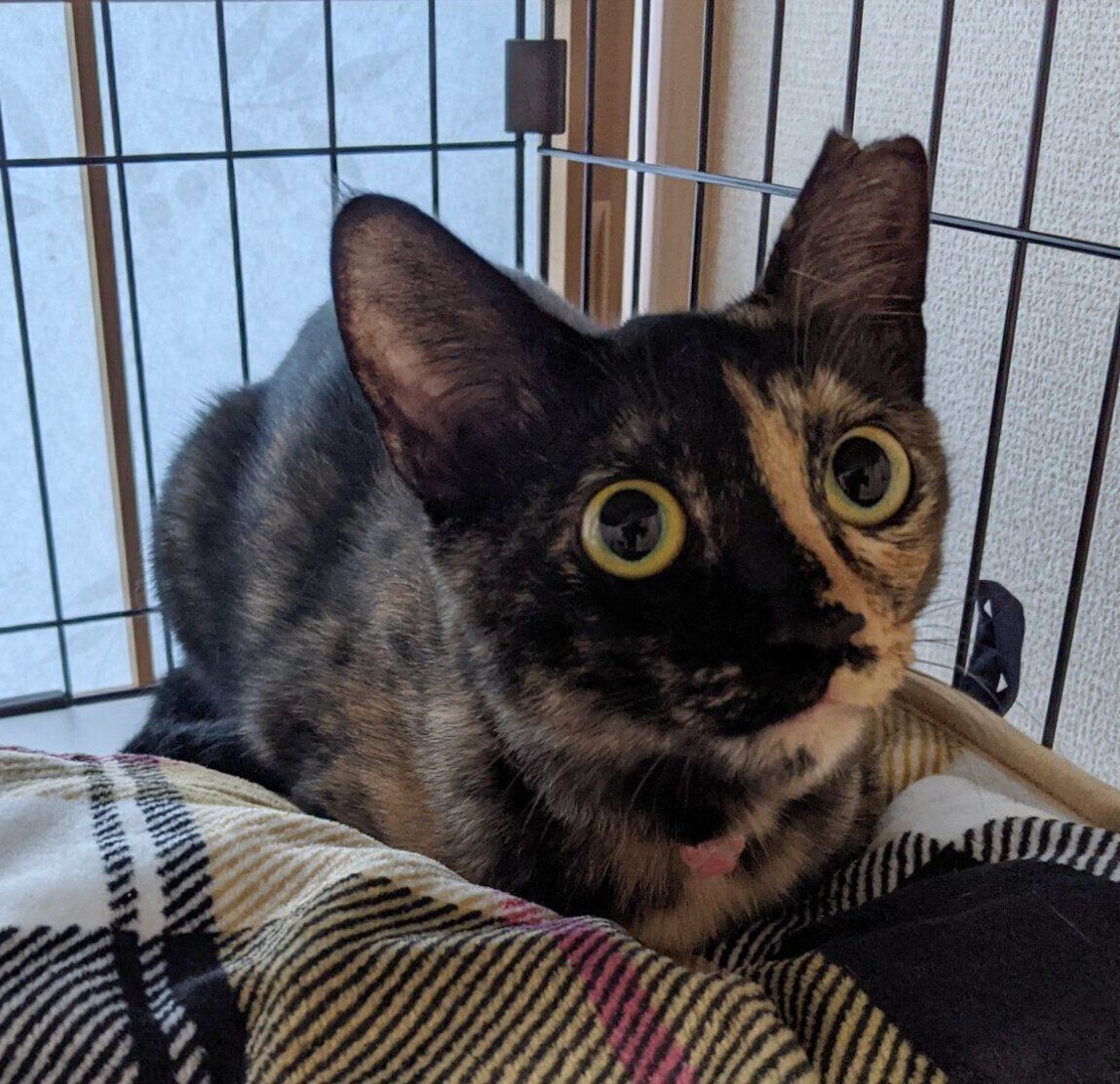 「緊張の面持ちだった」という、家族に迎えたときのめいめいちゃん（撮影時1才）。