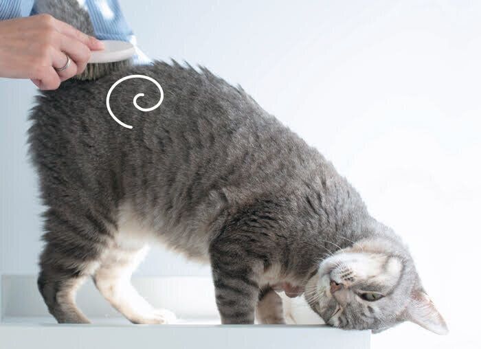 背中のブラッシング２