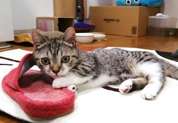 スリッパを抱えるもかちゃん