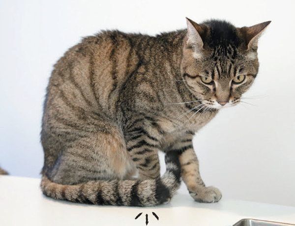 猫からのNOサインとは