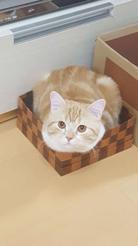 スコティッシュフォールドのまるちゃん