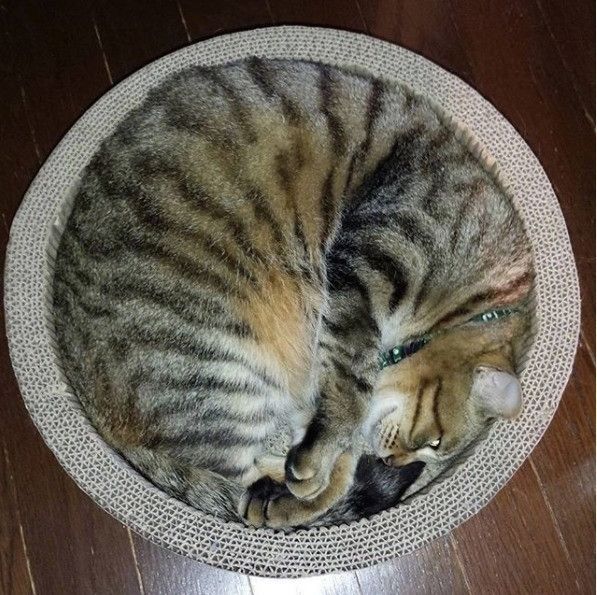 爪とぎベッドの上のキジトラ