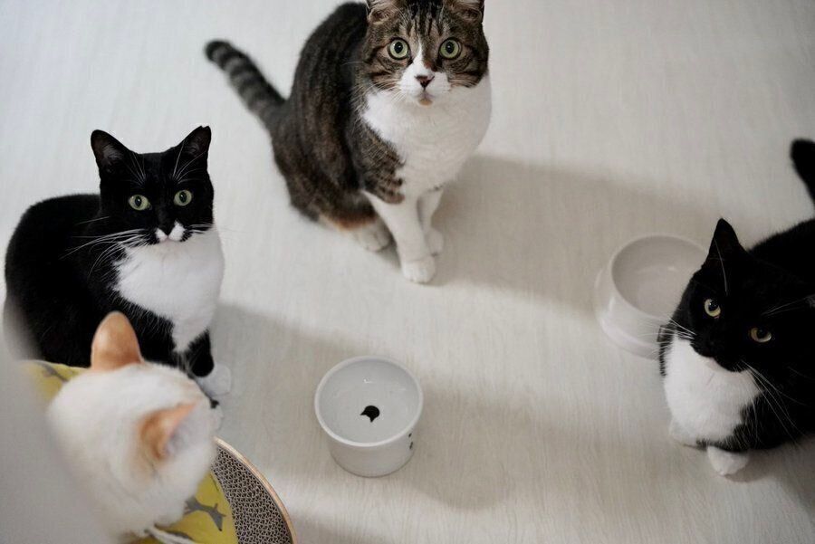 そらくん、よるちゃん、あおばくん、うにくん