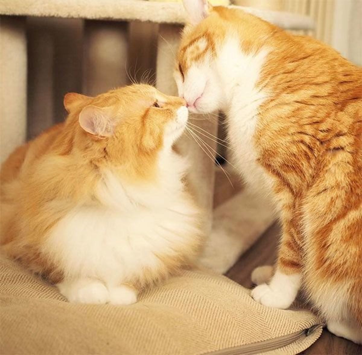 猫のブラジャー:究極的なペットファッションガイド 13 2f35b07a 2716 4fd2 9e1f 1799ea99c1d8
