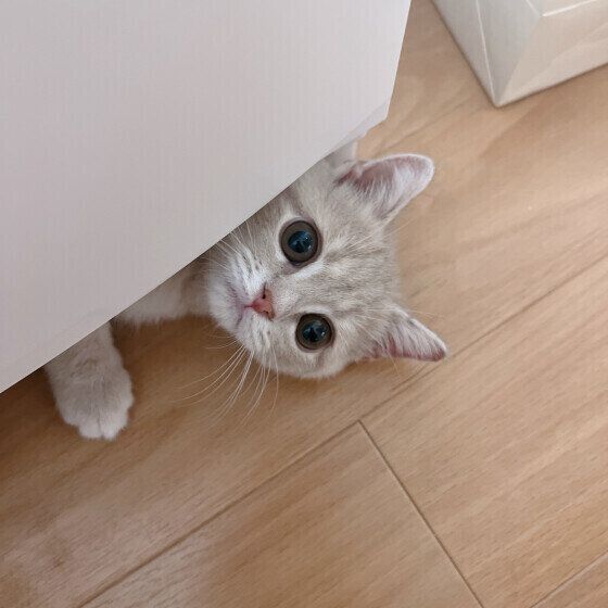 ミヌエットのミミィちゃん