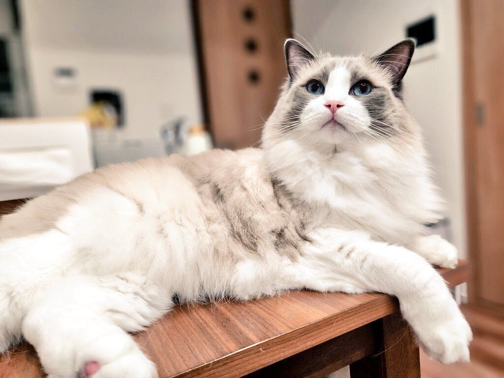 まったりするアオくん