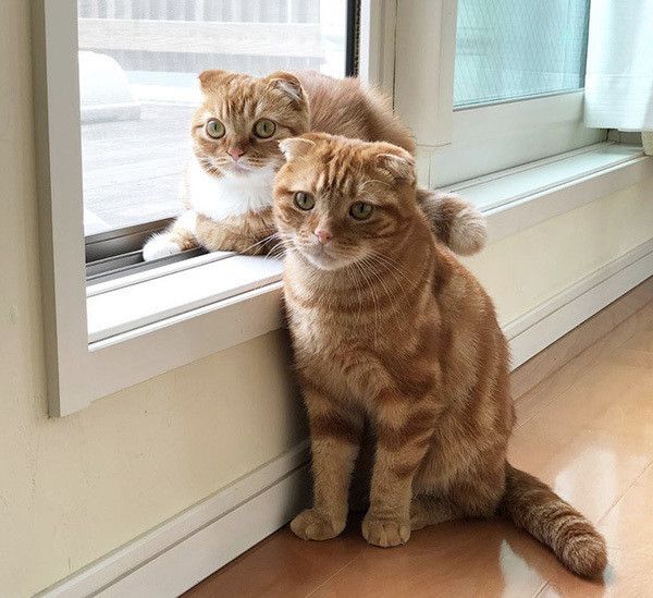 見つめるスコティッシュフォールド