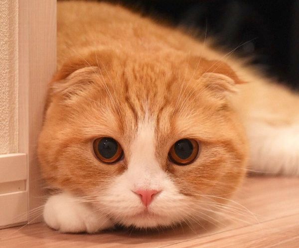 うさぎと見つめ合う猫