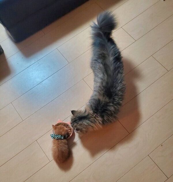 ごはんを食べるうにくんと、見守るつむぎちゃん