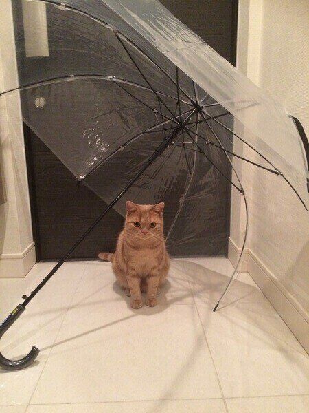 アメリカンショートヘア