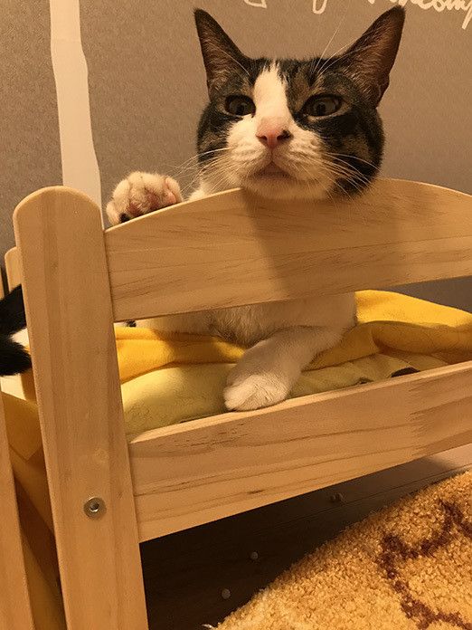 ポポロンファン必見！ ベッドの上のおねむポポロン