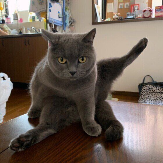 ヨガのポーズをするシャルトリューのでんでくん