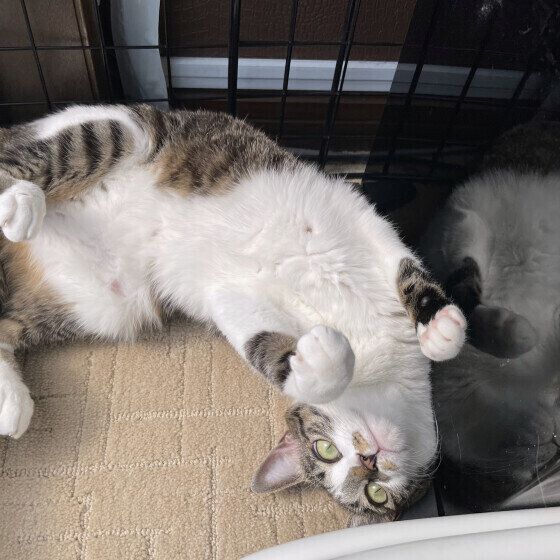 MIXキジトラの愛ちゃん