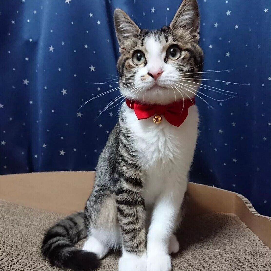 @xoxorinx0420さんご提供