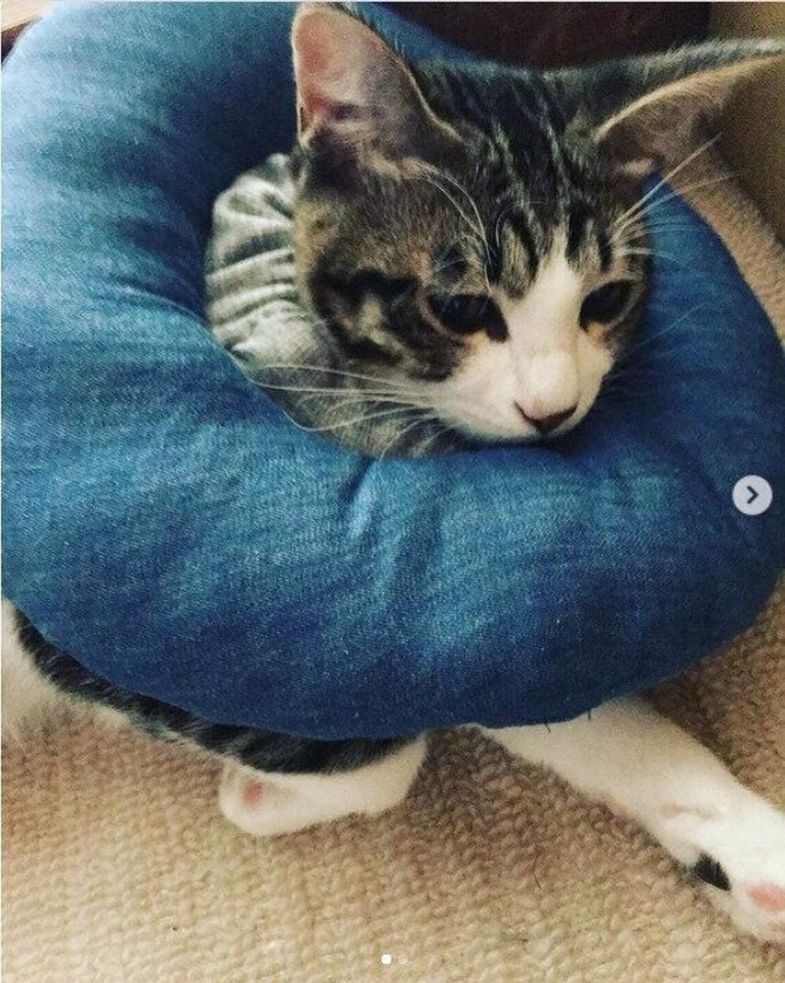 こだわりの逸品 愛猫のための手作りエリザベスカラー ねこのきもちweb Magazine こだわりの逸品 愛猫のための手作りエリザベスカラー ねこのきもちweb Magazine