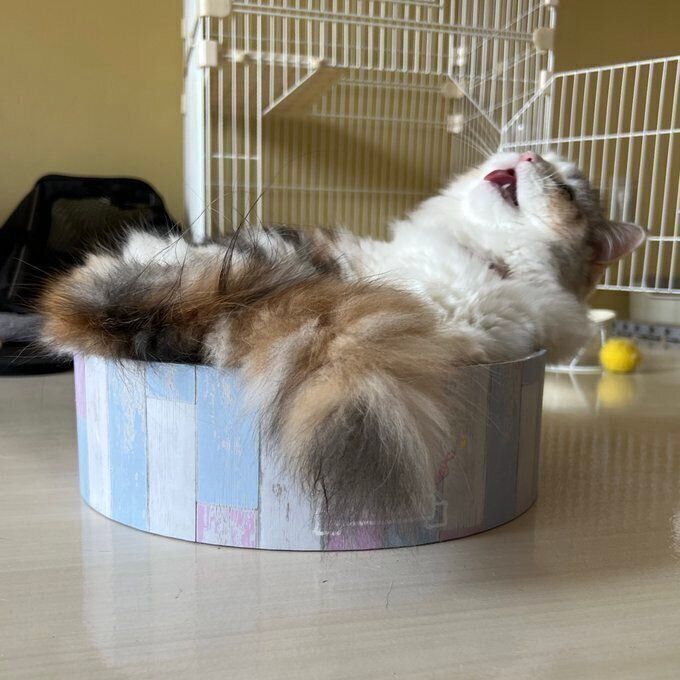 ボウルの中でくつろぐめるちゃん