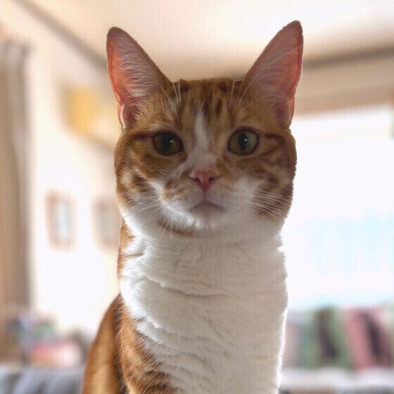 耳をピンと立てるマンチカン