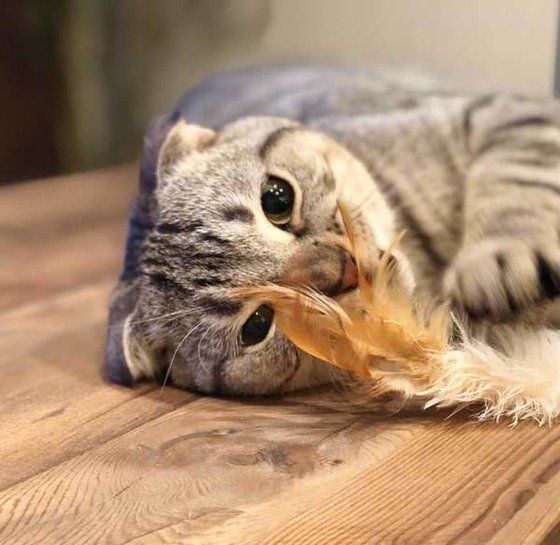 羽根で遊ぶスコティッシュフォールド