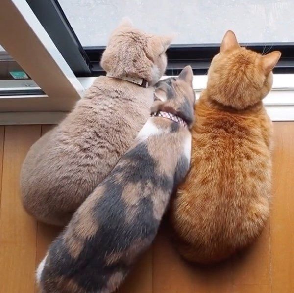 窓際でくつろぐココちゃん、ネネちゃん、ララちゃん