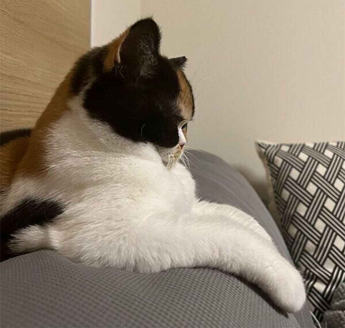 後頭部が愛らしい とsnsで話題の猫 成長ビフォーアフターにキュン ねこのきもちweb Magazine 後頭部が愛らしい とsnsで話題の猫 成長ビフォーアフターにキュン ねこのきもちweb Magazine