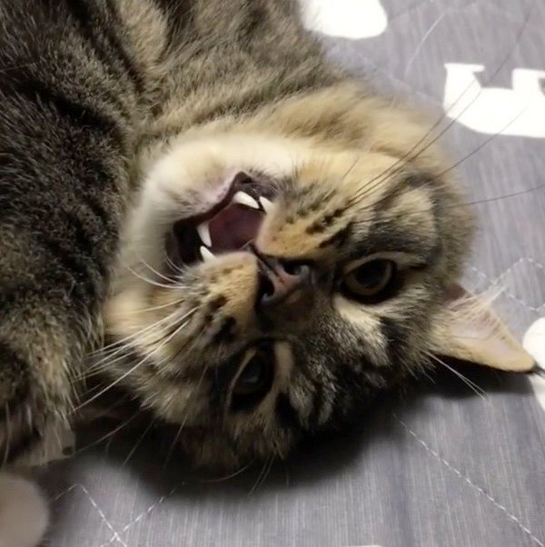 布団を取り合う猫