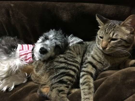 犬とよりそう猫