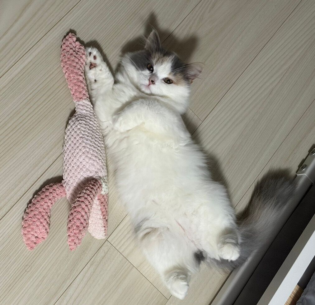 エビのおもちゃと一緒にヘソ天するかもめちゃん