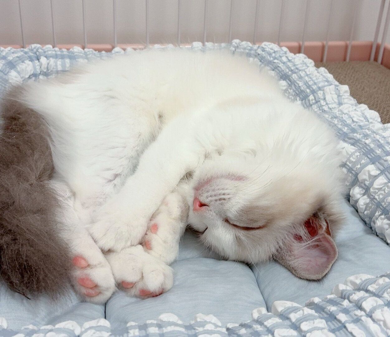 気持ちよさそうに眠る白澤さん