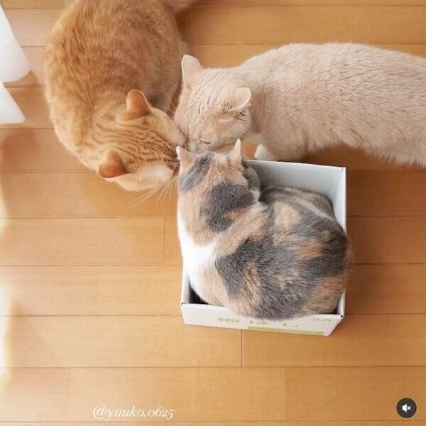 顔をくっつけるマンチカン3姉妹