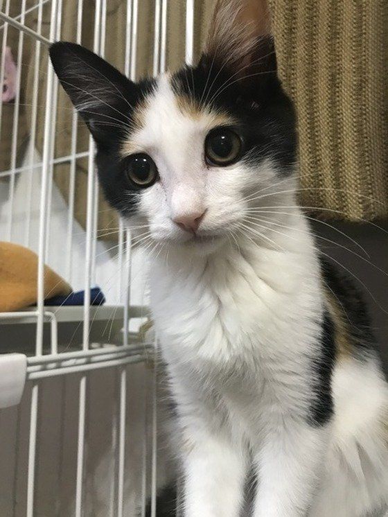 ケージと三毛猫