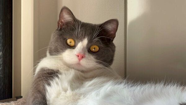 見つめるおにぎりくん