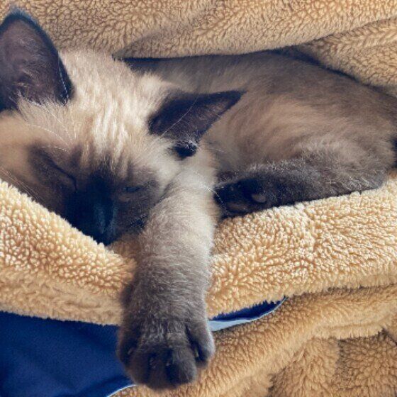 毛布で寝るシャムの女の子