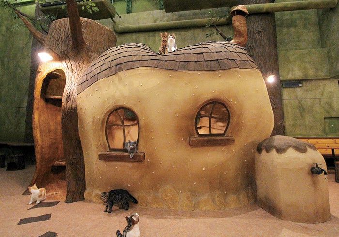 東京　吉祥寺　武蔵野市　猫カフェ　てまりのおうち