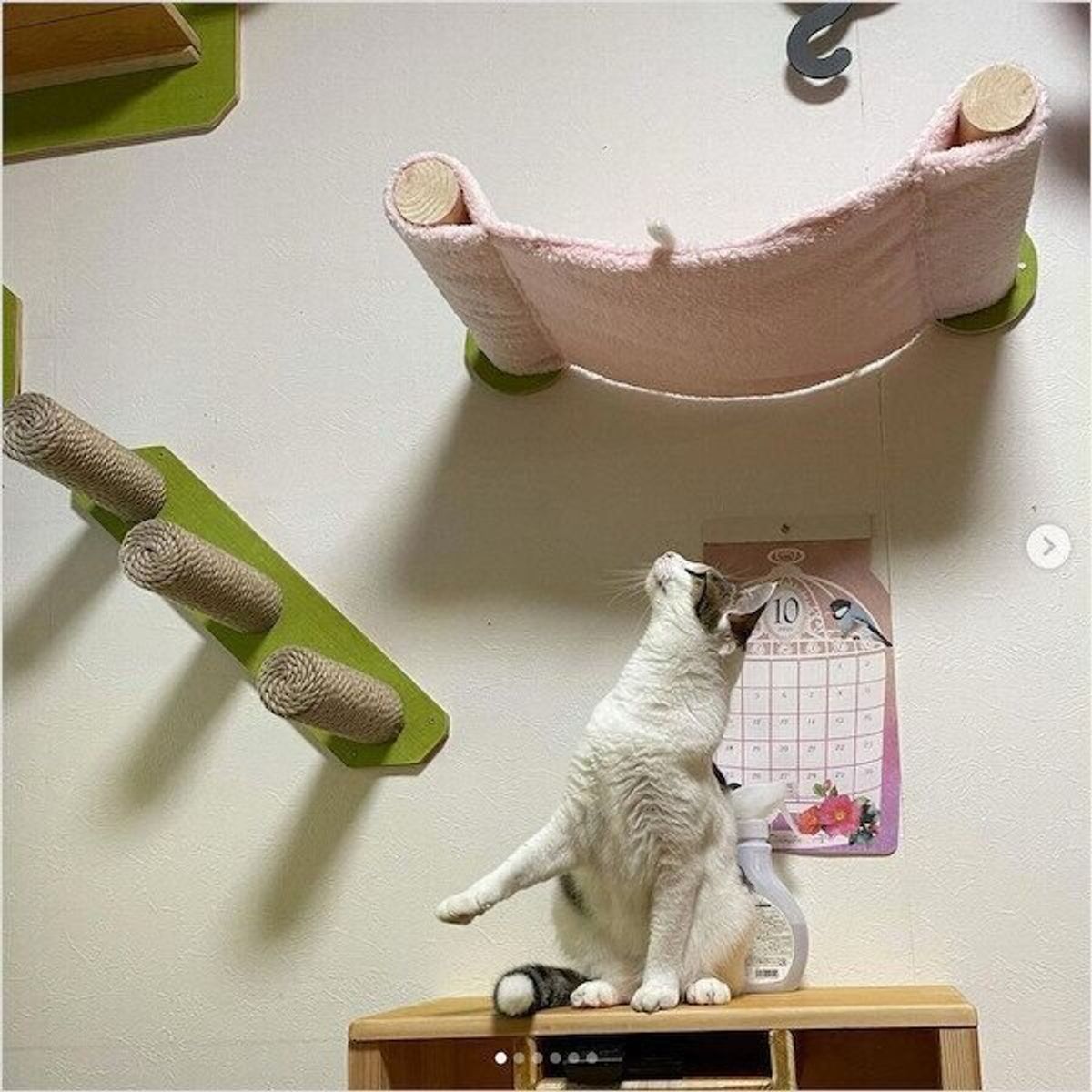 キャットウォークに段ボールハウスなど マネしたくなる愛猫のためのdiy作品3選 ねこのきもちweb Magazine キャットウォークに段ボールハウスなど マネしたくなる愛猫のためのdiy作品3選 ねこのきもちweb Magazine