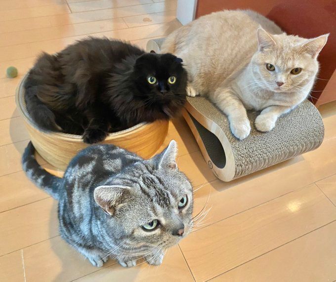 床でくつろぐ3匹の猫