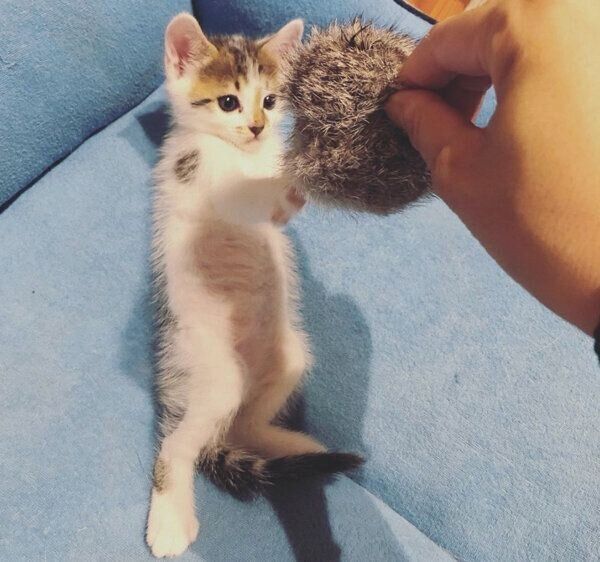 猫パンチをするちくわくん