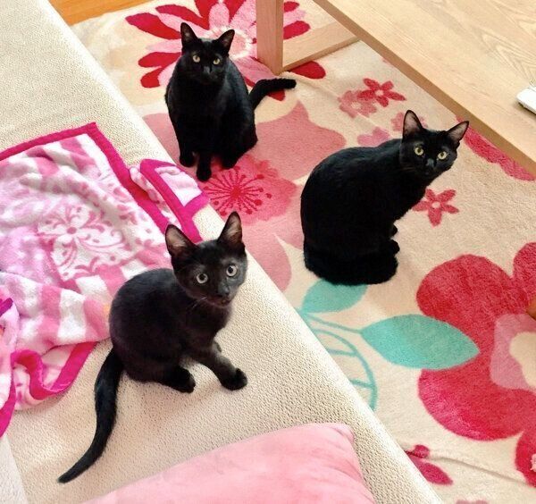 見つめるえいきちくん、しるきちくん、こまちちゃん