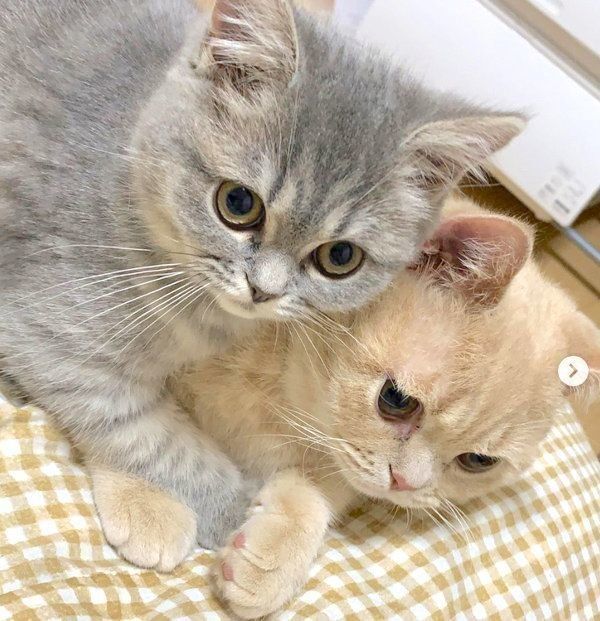 寄り添うむぎくんとあおちゃん