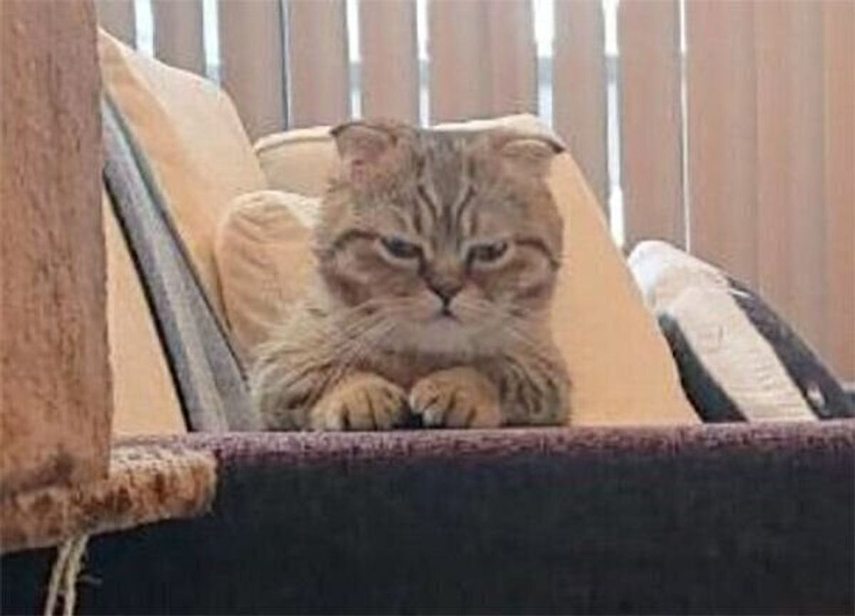 お留守番が不満で不機嫌に 猫は気持ちが表情にあらわれることがあるのか 獣医師解説 ねこのきもちweb Magazine お留守番が不満で不機嫌に 猫は気持ちが表情にあらわれることがあるのか 獣医師解説 ねこのきもちweb Magazine