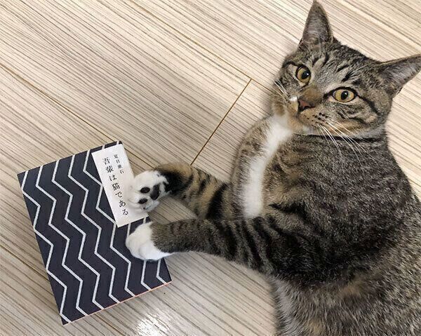 見つめるまるきちくん