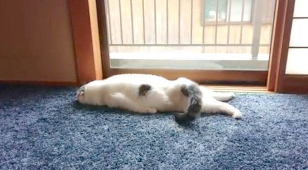 ぐでるスコティッシュフォールド