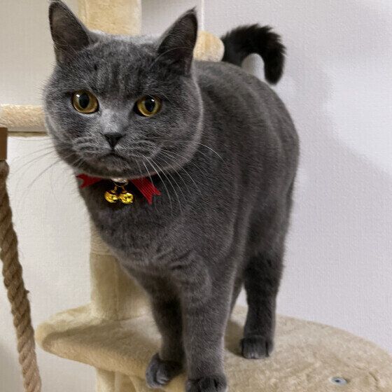 じっと見つめるブリティッシュショートヘア