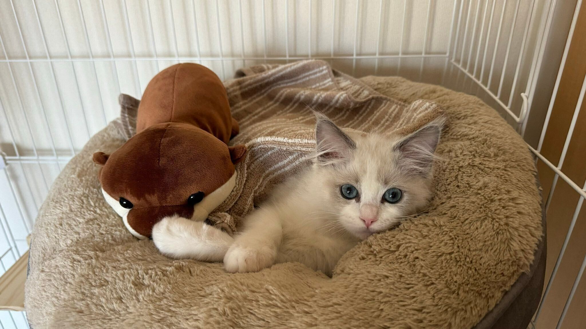 まったりする宙くん