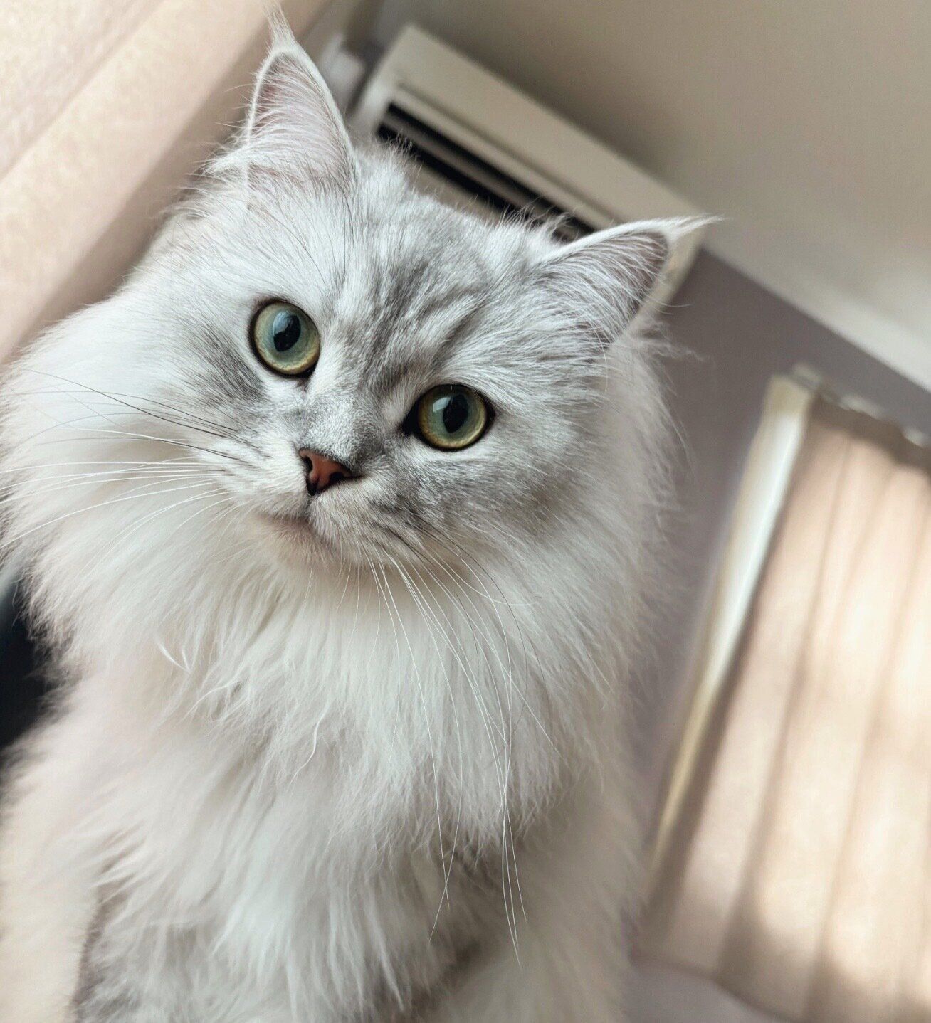 飼い主さんの顔をのぞき込むすぴくん