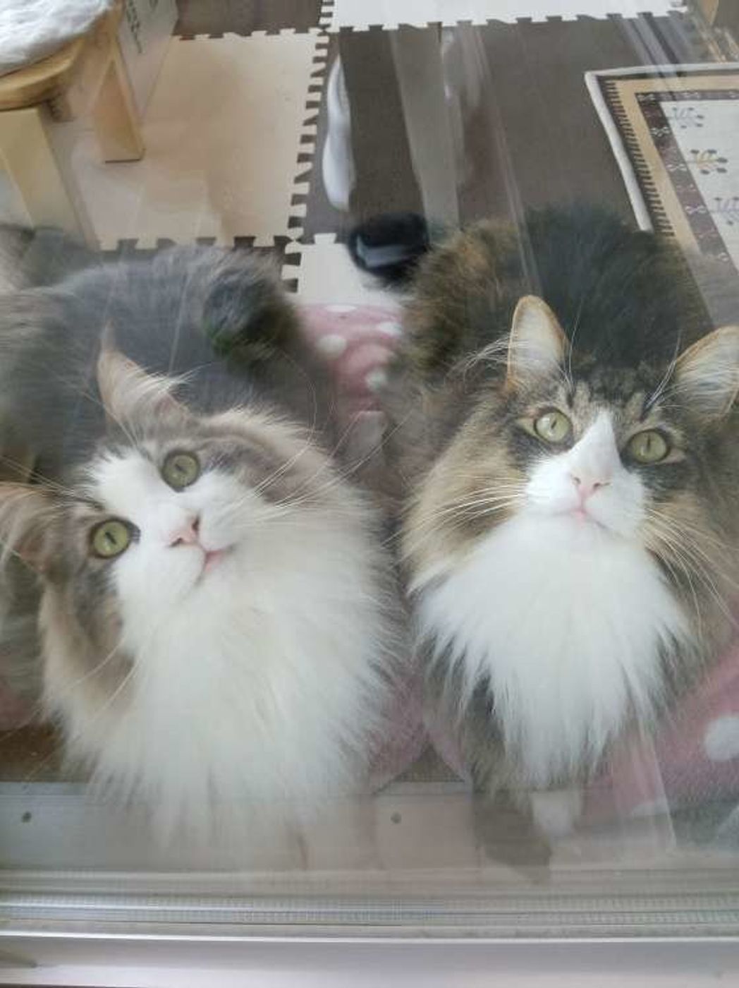 獣医師監修 嫌がる やりすぎ 猫のブラッシング方法を写真で解説 ねこのきもちweb Magazine 獣医師監修 嫌がる やりすぎ 猫のブラッシング方法を写真で解説 ねこのきもちweb Magazine