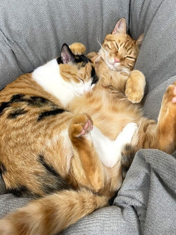 仲良く眠るテトくん、小春ちゃん