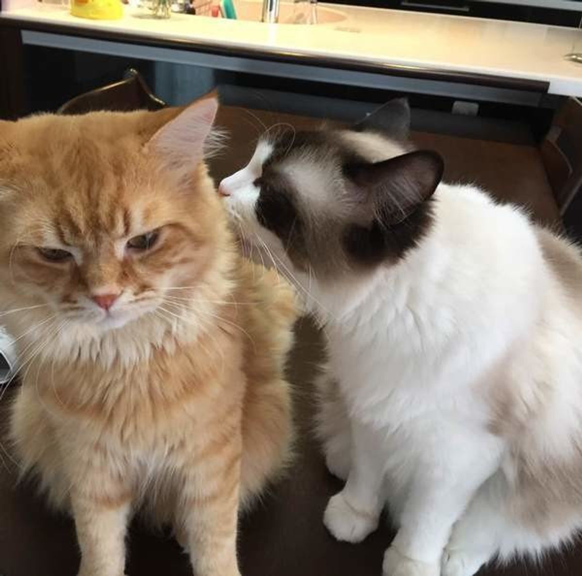 猫も遠慮するってほんと 猫の 遠慮がち なしぐさを徹底解説 ねこのきもちweb Magazine 猫も遠慮するってほんと 猫の 遠慮がち なしぐさを徹底解説 ねこのきもちweb Magazine